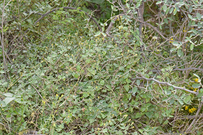 Coulter's Brickellbush is a perennial shrub/sub-shrub and a strictly southwestern species that is found mostly in AZ, NM, TX as well as northern Mexico and Baja California. Coulter’s Brickellia is a fragrant shrub and may be identified in part by its distinctive bracts or linear phyllaries tinged brownish, pink or purple. Brickellia coulteri